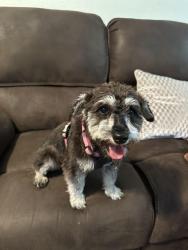 Found/Stray Female Dog last seen Portsmouth , Hayward, CA 94545