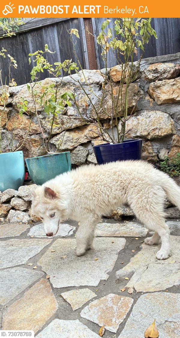 Found/Stray Female Dog last seen Santa Rosa Ave. and Thousand Oaks in Berkeley CA, Berkeley, CA 94707
