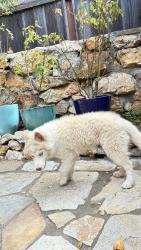 Found/Stray Female Dog last seen Santa Rosa Ave. and Thousand Oaks in Berkeley CA, Berkeley, CA 94707