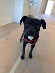 Found/Stray Male Dog last seen Legacy the point new home development, Los Banos, CA 93635
