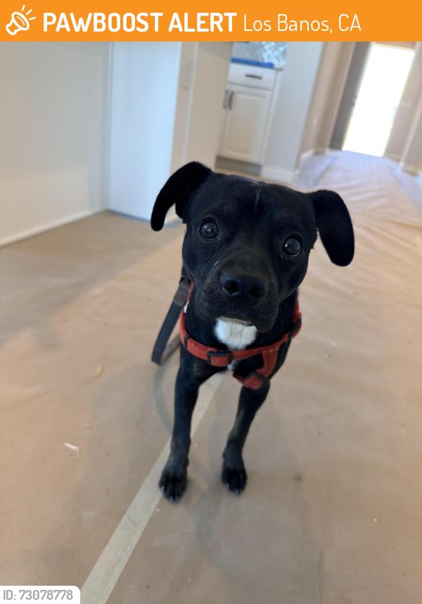 Found/Stray Male Dog last seen Legacy the point new home development, Los Banos, CA 93635