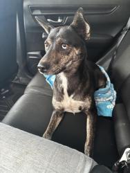 Found/Stray Female Dog last seen Guillermo Ochoa park, Ceres, CA 95326
