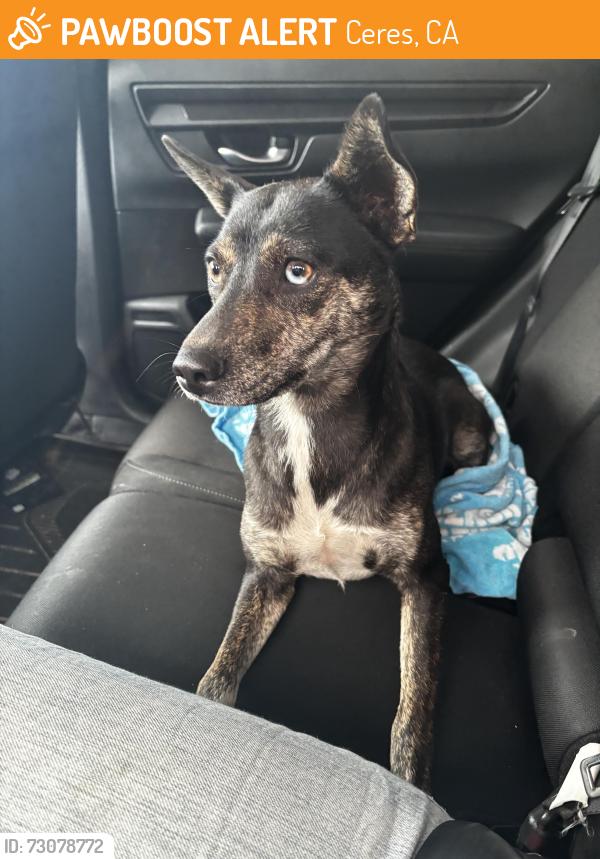 Found/Stray Female Dog last seen Guillermo Ochoa park, Ceres, CA 95326