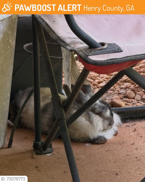 Found/Stray Unknown Rabbit last seen Gleason Meadowa off 81, Henry County, GA 30252