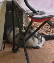 Found/Stray Unknown Rabbit last seen Gleason Meadowa off 81, Henry County, GA 30252