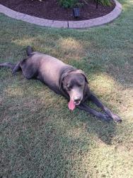 Found/Stray Male Dog last seen Hidden lakes village, Little River, SC 29566