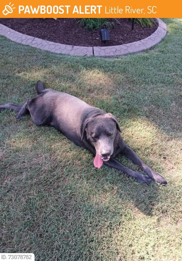 Found/Stray Male Dog last seen Hidden lakes village, Little River, SC 29566