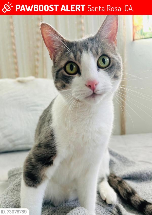Lost Male Cat last seen Dutton meadow, Santa Rosa, CA 95407