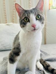 Lost Male Cat last seen Dutton meadow, Santa Rosa, CA 95407