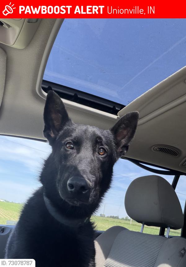Lost Male Dog last seen St rd 45 and pathways drive, Unionville, IN 47468