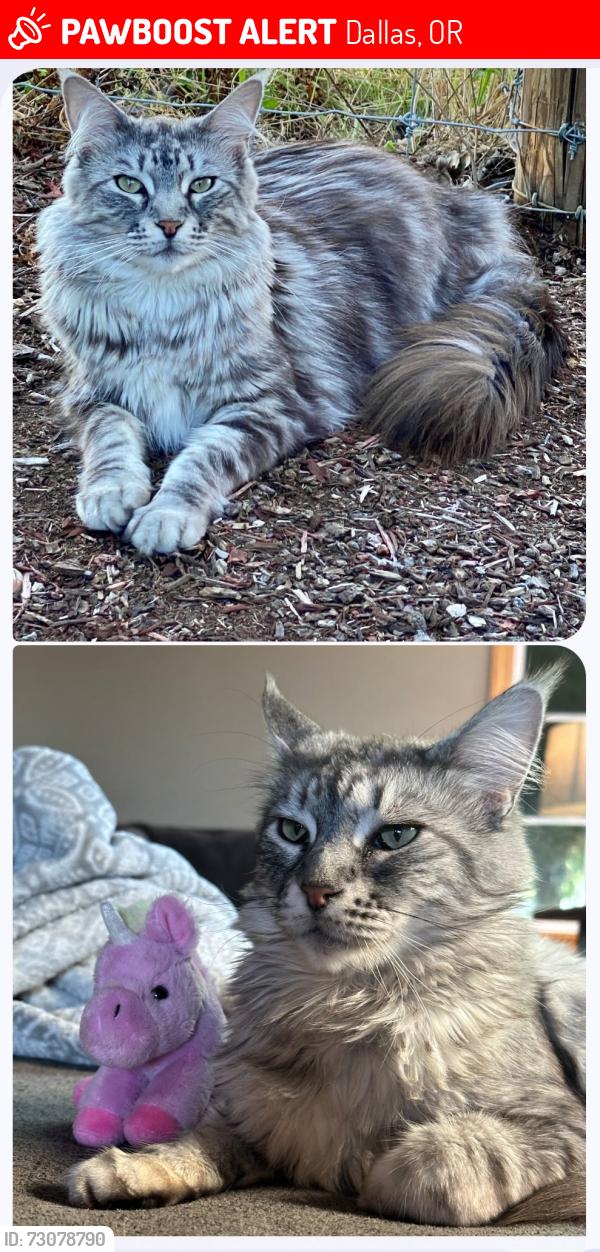 Lost Female Cat last seen Jasper and Reed Lane, Dallas, OR 97338