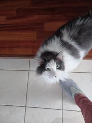 Reunited Male Cat last seen Commonwealth and Bratton CT , Sugar Land, TX 77479