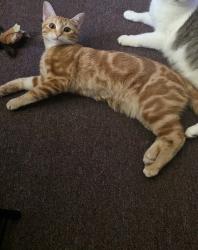 Lost Female Cat last seen Fairview Ave and N Hampton Rd, Boise, ID 83704