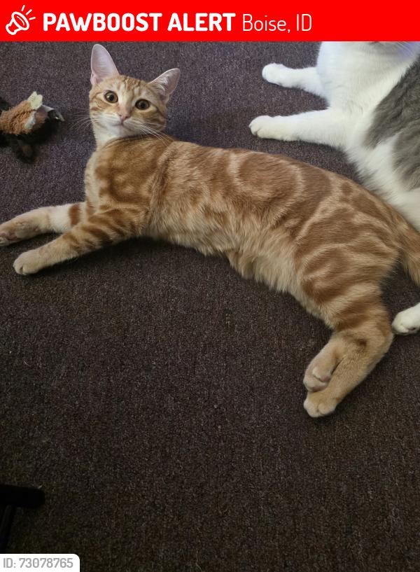 Lost Female Cat last seen Fairview Ave and N Hampton Rd, Boise, ID 83704