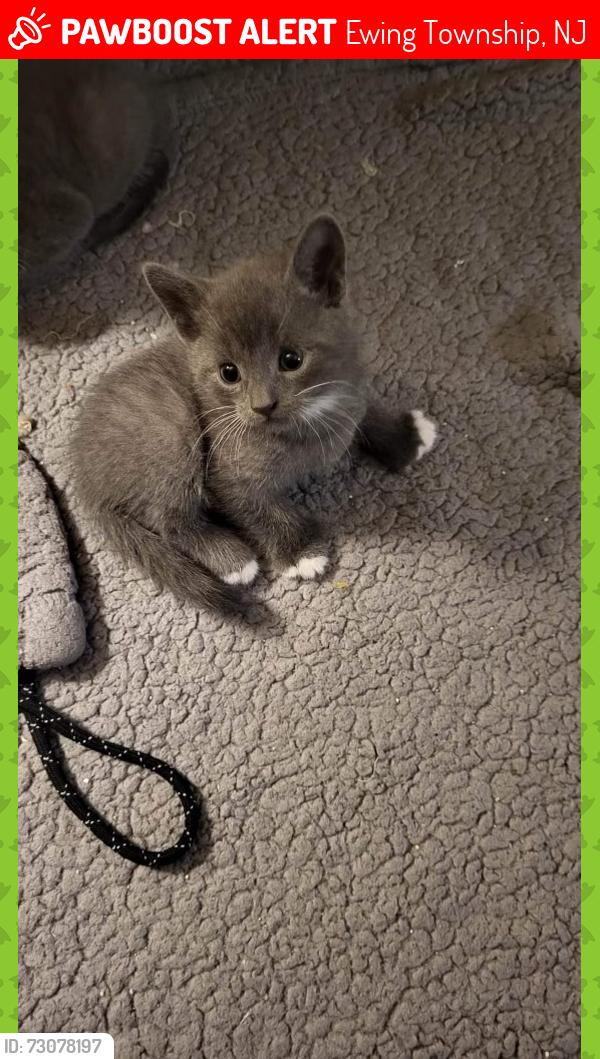 Lost Male Cat last seen Buttonwood, Ewing Township, NJ 08638
