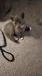 Lost Male Cat last seen Buttonwood, Ewing Township, NJ 08638