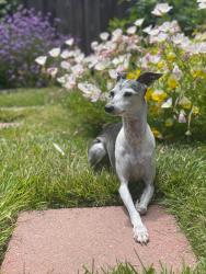 Reunited Female Dog last seen 10th Anza, San Francisco, CA 94118