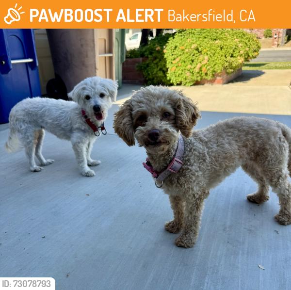 Found/Stray Female Dog last seen Loyola/Clemson Ct, Bakersfield, CA 93306