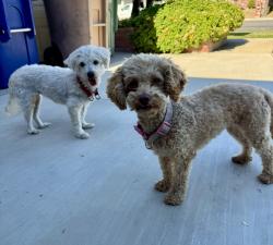 Found/Stray Female Dog last seen Loyola/Clemson Ct, Bakersfield, CA 93306