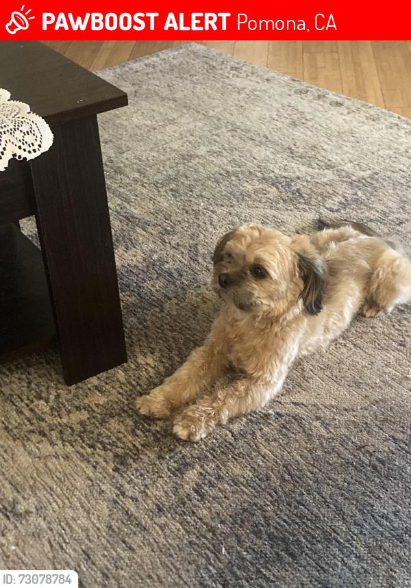 Lost Male Dog last seen Orange grove and Huntington., Pomona, CA 91768