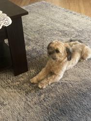 Lost Male Dog last seen Orange grove and Huntington., Pomona, CA 91768