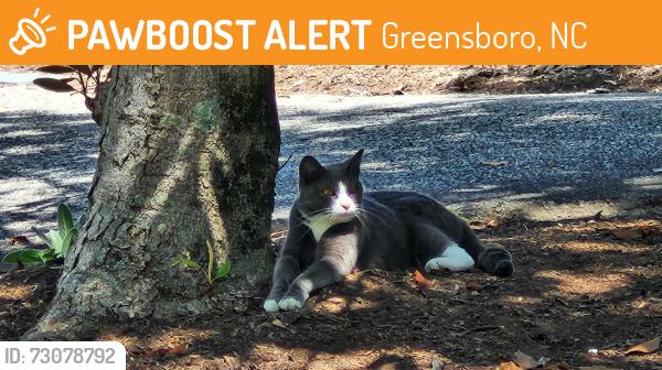 Found/Stray Unknown Cat last seen Arboretum Greensboro, Market St & Ashland Dr, Greensboro, NC 27403