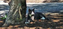 Found/Stray Unknown Cat last seen Arboretum Greensboro, Market St & Ashland Dr, Greensboro, NC 27403