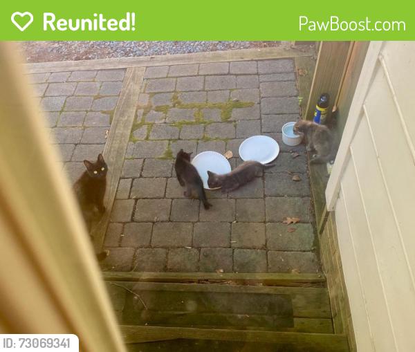 Reunited Female Cat last seen Dutchess Dr. and Smallwood Ct., Cary, NC 27513