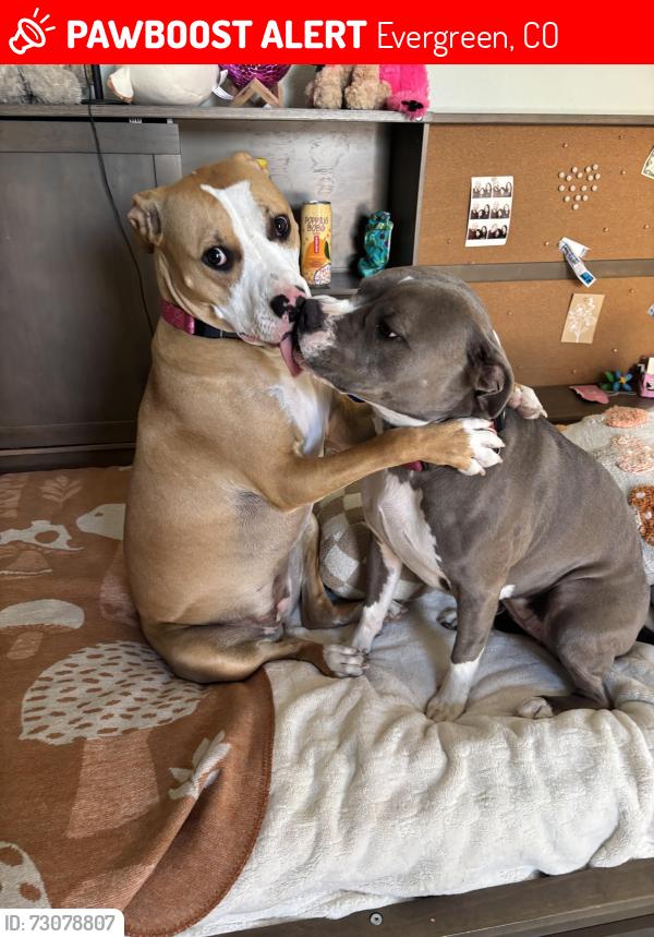 Lost Female Dog last seen Stagecoach and cactus, Evergreen, CO 80439