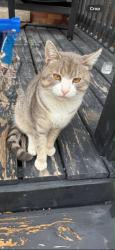 Reunited Female Cat last seen Brick hse, Chicago, IL 60619