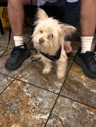 Found/Stray Male Dog last seen Grand and Badillo at Vons shopping center, Covina, CA 91724