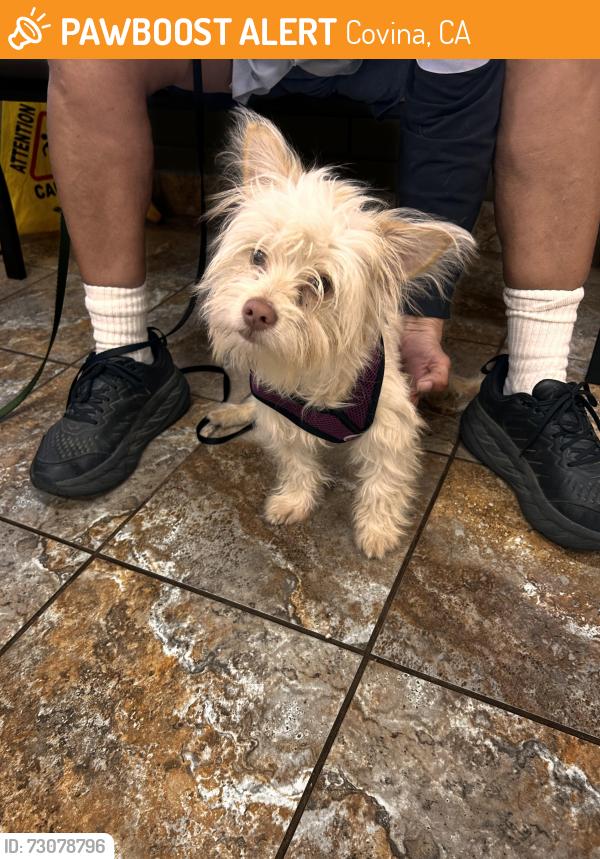 Found/Stray Male Dog last seen Grand and Badillo at Vons shopping center, Covina, CA 91724