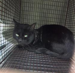 Shelter Stray Male Cat last seen Near BLOCK BLCK CEDAR AVE, LONG BEACH, CA 90813, 7700 E Spring St, Long Beach, CA 90815, USA