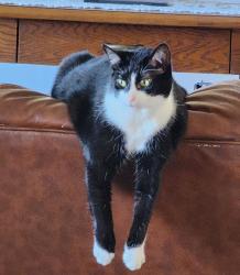Lost Female Cat last seen Reeand Place near GoMart, Church Hill, MD 21623
