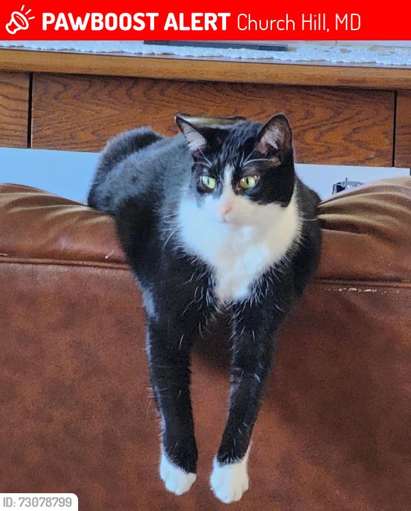 Lost Female Cat last seen Reeand Place near GoMart, Church Hill, MD 21623