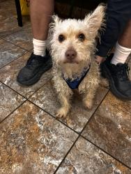 Found/Stray Male Dog last seen Grand and Badillo at Vons shopping center, Covina, CA 91724
