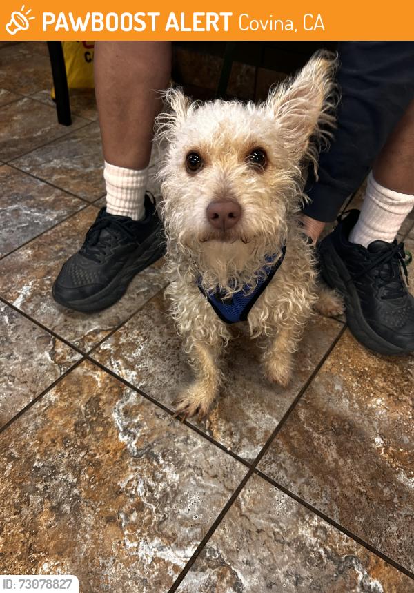 Found/Stray Male Dog last seen Grand and Badillo at Vons shopping center, Covina, CA 91724