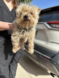 Reunited Female Dog last seen Havasu and Aspen meadows NE, Rio Rancho, NM 87144