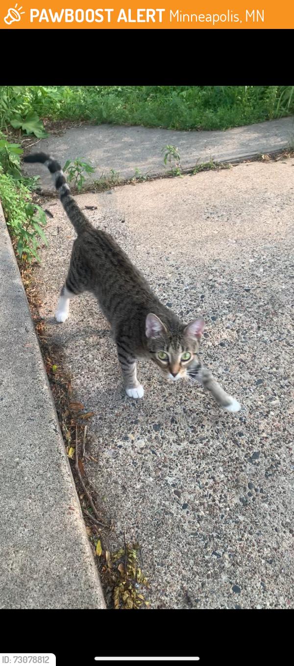 Found/Stray Female Cat last seen 26th St and 16th Ave, Minneapolis, MN 55407
