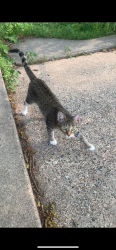 Found/Stray Female Cat last seen 26th St and 16th Ave, Minneapolis, MN 55407