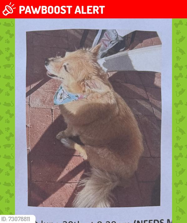 Lost Male Dog last seen Near South Pacific Ave, Huntington Beach, CA 90742