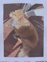 Lost Male Dog last seen Near South Pacific Ave, Huntington Beach, CA 90742