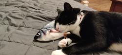 Reunited Female Cat last seen Kenmore Rd and Parkview Rd, Upper Darby., Upper Darby Township, PA 19082