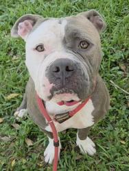 Shelter Stray Female Dog last seen Near BLOCK NW 6 CT, POMPANO BEACH FL 33069, 2400 SW 42nd St, Fort Lauderdale, FL 33312, USA