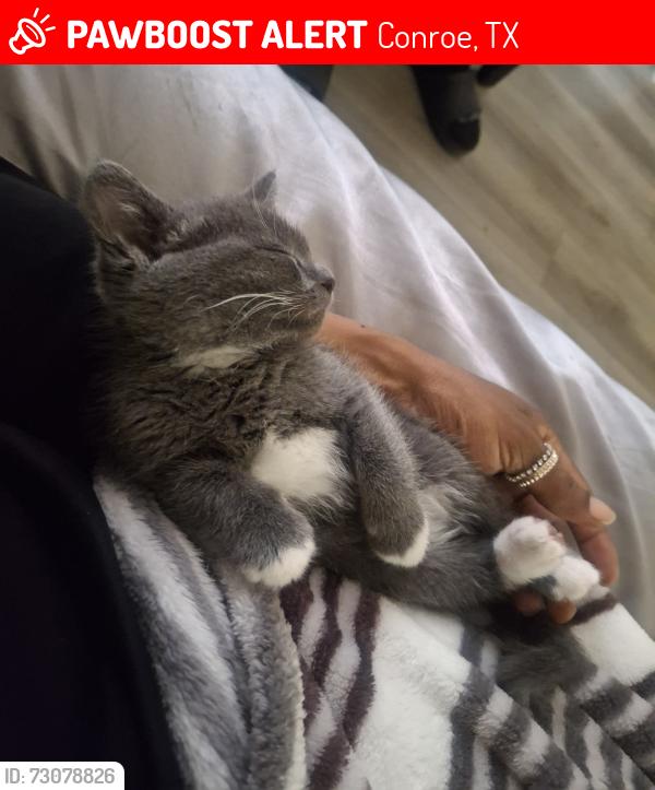 Lost Female Cat last seen HEB on loop 336/Frazier, Conroe, TX 77301
