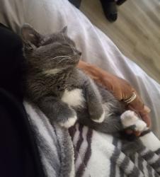 Lost Female Cat last seen HEB on loop 336/Frazier, Conroe, TX 77301