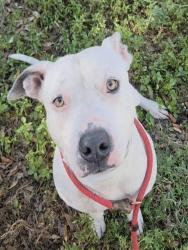 Shelter Stray Female Dog last seen Near BLOCK NW 20 CT, POMPANO BEACH FL 33060, 2400 SW 42nd St, Fort Lauderdale, FL 33312, USA