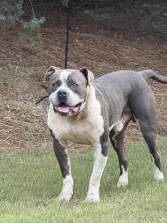 Found/Stray Male Dog last seen Simpsonville (29680), Greenville County, SC 29680