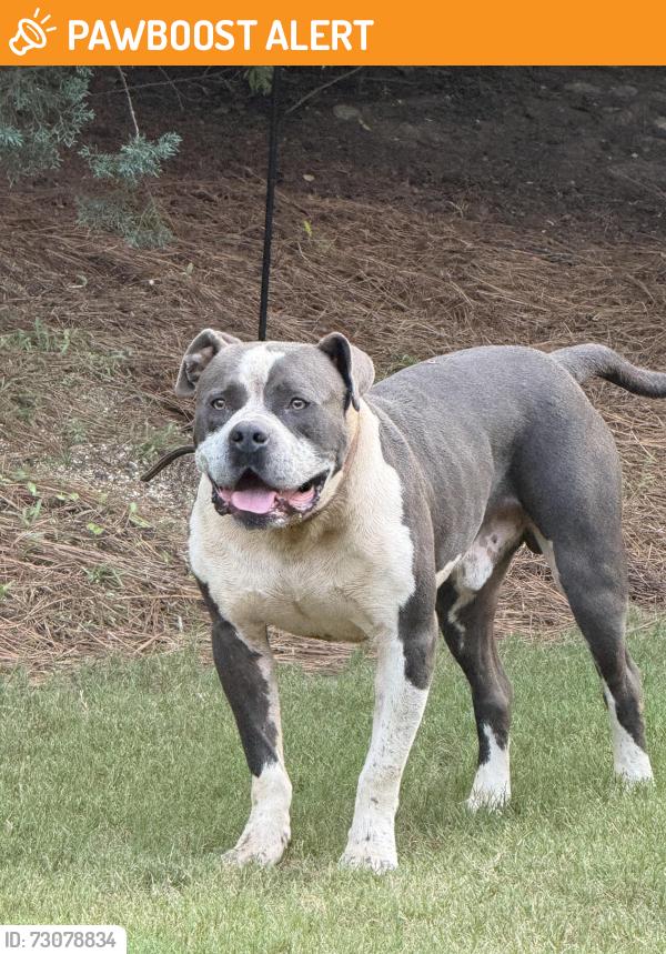 Found/Stray Male Dog last seen Simpsonville (29680), Greenville County, SC 29680