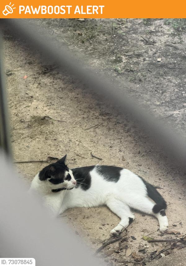 Found/Stray Unknown Cat last seen Dew Drop, Copperfield Place, TX 77095